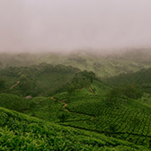 picture of fields in India